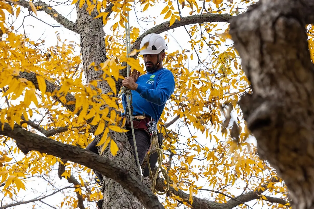 Skilled Tree Pruning crew working in Milford
